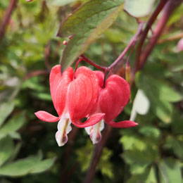 Bleeding Heart 'Valentine'